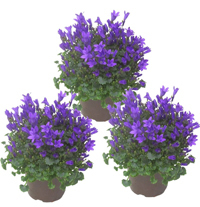 3 Stück Campanula portenschlagiana blau - Dalmatiner Glockenblume