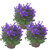 3 Stück Campanula portenschlagiana blau - Dalmatiner Glockenblume