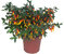 Jacobinia Libonia, Justicia floribunda- Jacobinie blühende Zimmerpflanze
