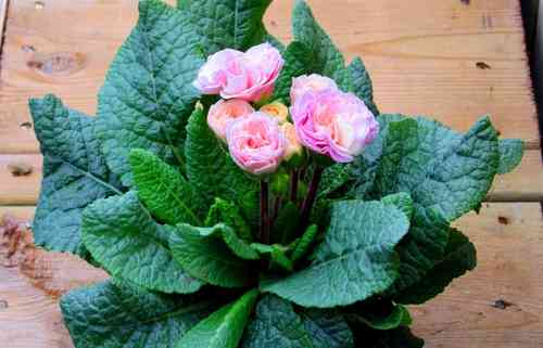 Primula BELARINA  'Pink Champagne' -     Rosenprimel - gefüllt Staudenprimel  gefüllt