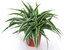 Chlorophytum comosum - Grünlilie luftreinigende Zimmerpflanze
