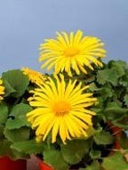 Doronicum - Gamswurzen  Balkonpflanzen