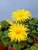 Doronicum - Gamswurzen Balkonpflanzen