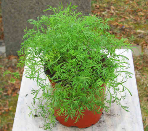 Dill - Anethum graveolens  - Küchenkraut