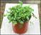 Rucola - Gemüsepflanze