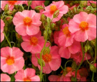 Helianthemum rosa - Sonnenröschen