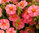 Helianthemum rosa - Sonnenröschen
