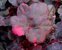 Heuchera cultivare Hybrida 'Midnight Rose' - Purpurglöckchen