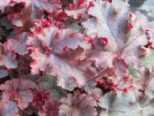Heuchera cultivare Hybrida 'Melting Fire' - Purpurglöckchen