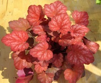 Heuchera cultivare Hybrida 'Sweet Princess' - Purpurglöckchen