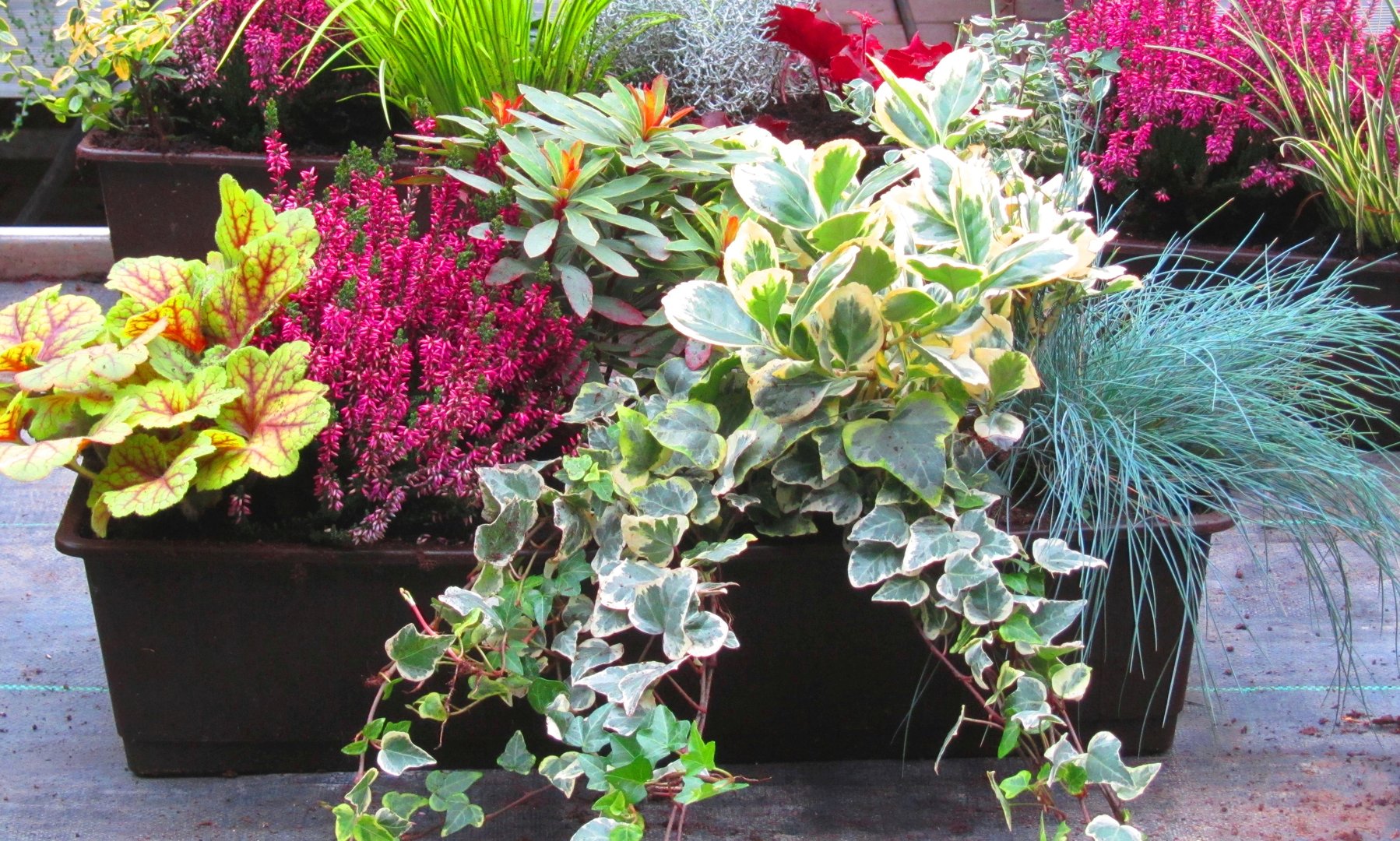 Balkonpflanzen-Set für Balkonkasten 60 cm lang - Pflanzen ...