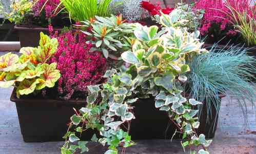 Balkonpflanzen-Set für Balkonkasten 60 cm lang
