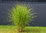 Miscanthus sinensis  Gracillimus - Feinhalm Chinaschilf - Gräser