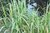 Miscanthus sinensis  Variegatus - gestreiftes Chinaschilf - Gräser