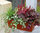 Balkonpflanzen-Set für Balkonkasten 40-60 cm lang