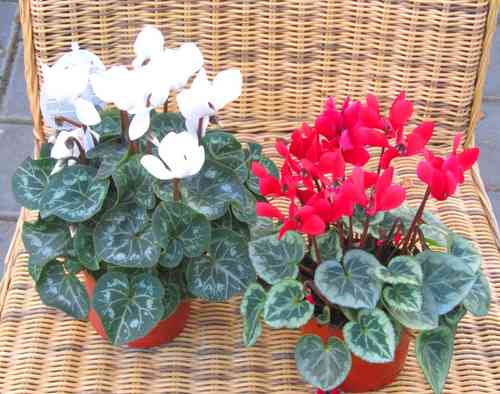 cyclamen persicum - Alpenveilchen