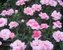 Dianthus plumarius- Feder Nelke rosa - Polster bildende Staude wintergrün