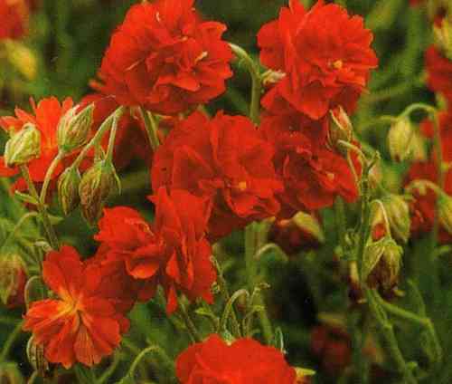 Helianthemum rot gefüllt - Sonnenröschen