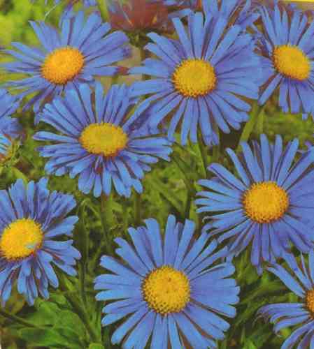 Aster Alpinus - Alpenaster blau