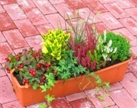 Bepflanzter Blumenkasten 60 cm wintergrün -bunt