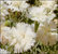 Dianthus plumarius- Feder Nelke weiß