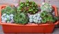 Bepflanzter Balkonkasten 40 cm Sempervivum + Sedum wintergrün