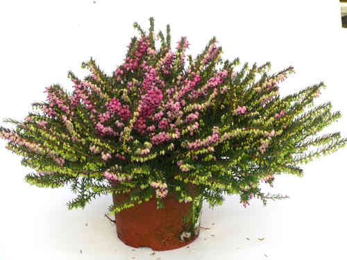 Erica darleyensis - winterharte Erika rot