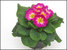 Primula Vulagris - Primel Schlüsselblume pink