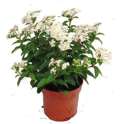 Viburnum tinus - Lorbeerschneeball 11 cm Topf