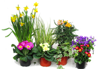 Pflanzen-Set für 80 cm  Balkonkästen-Frühling