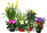 Pflanzen-Set für 80 cm  Balkonkästen-Frühling