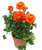Ranunculus hybride orange - Ranunkel