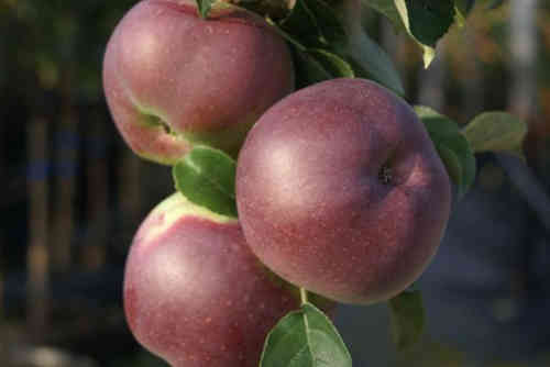 Säulenapfel 'Starline'® Blue Moon -s-  Säulenobst