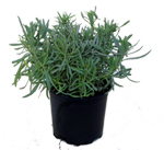 Lavendel - Lavendula angustifolia  -Kräuterpflanzen