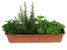 Bepflanzter Kräuterbalkonkasten 60 cm