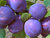 Buschbaum