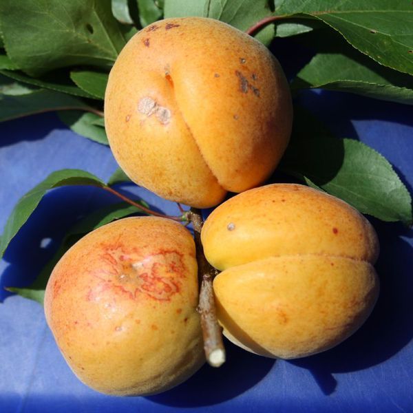 Aprikose Goldrich kaufen Online im Pflanzen shop Harro\'s Pflanzenwelt