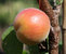 Aprikose 'Orangenaprikose Bhart'  - Buschbaum