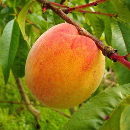 Pfirsich 'Red Haven' CAC -  Buschbaum