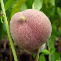 Pfirsich 'Roter Weinbergpfirsich' Buschbaum - alte Obstsorte (Prunus persica)
