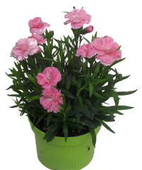 Dianthus caryophyllus - Teneriffanelke rosa Duftpflanzen