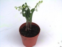 Convallaria Majalis - Maiglöckchen Pflanze - Duftpflanze-