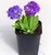 Primula denticulata - Kugelprimel