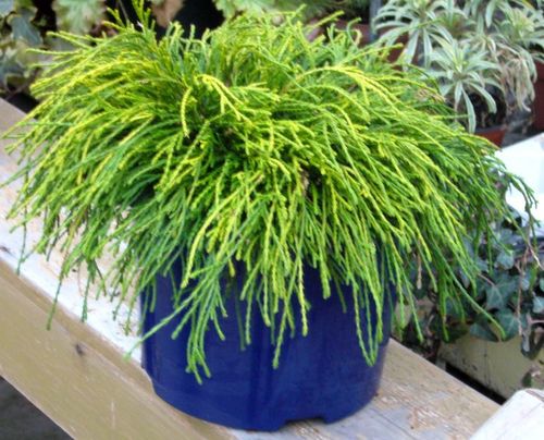 Chamaecyparis pisifera 'Sungold'  Gold-Grüne Fadenzypresse