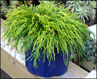 Chamaecyparis pisifera 'Sungold'  Gold-Grüne Fadenzypresse