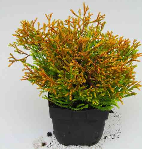Thuja  occ. 'Golden Tuffet' - Zwerg-Lebensbaum Gold-Kissen