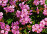 Geranium dalmaticum - Storchschnabel