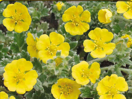 Potentilla neumanniana - Fingerkraut