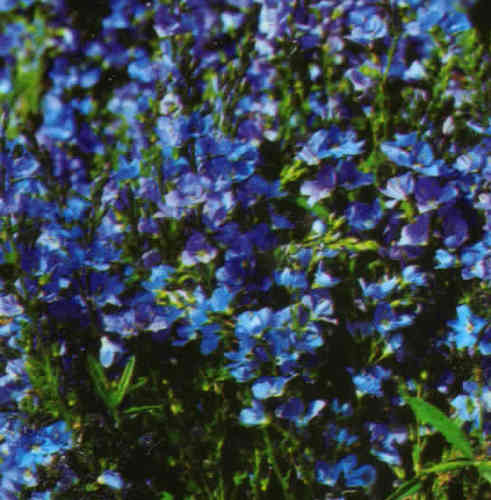 Veronica prostrata - Ehrenpreis