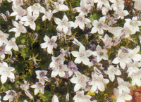 Campanula poscharskyana  weiß- Hängepolster-Glockenblume